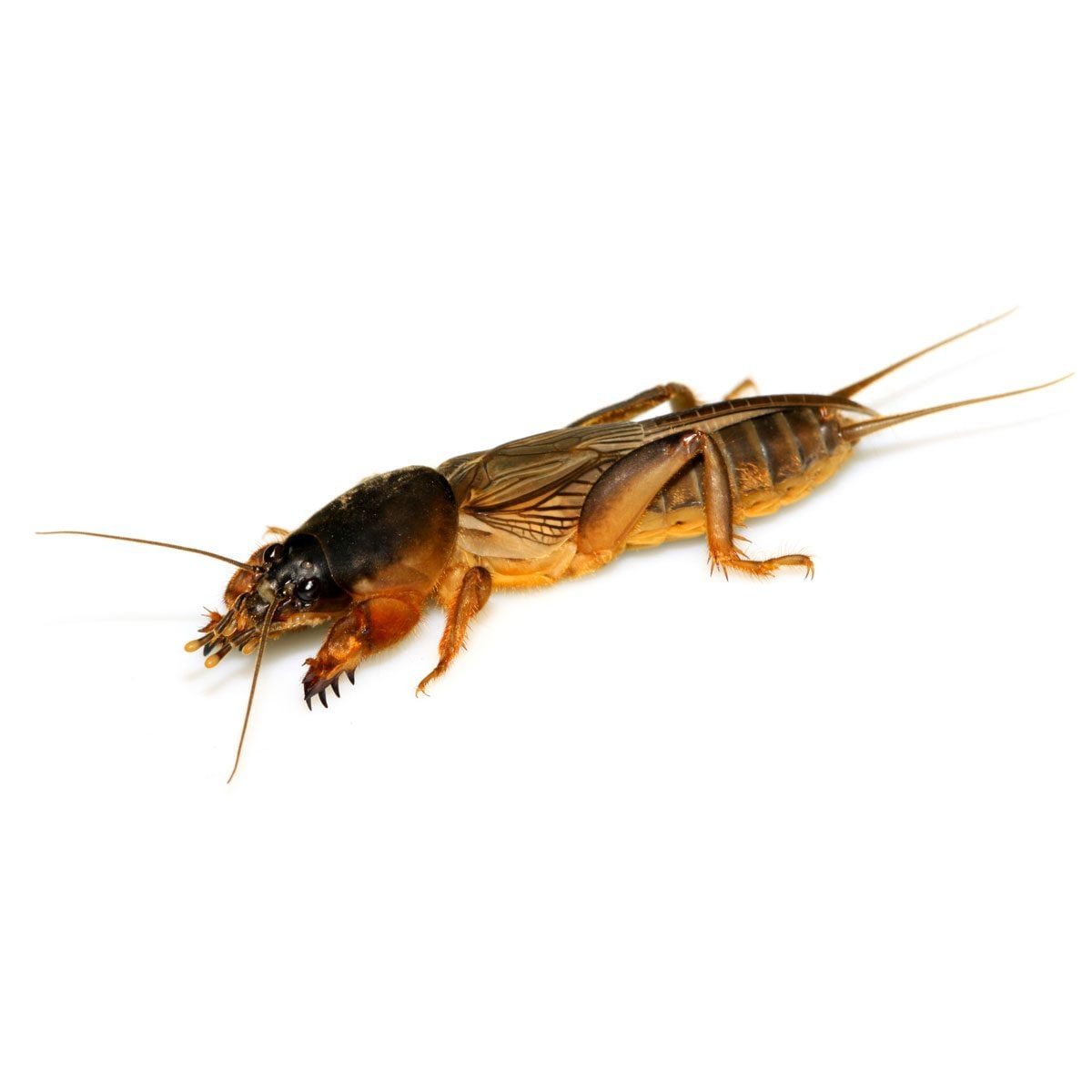 A brown insect with a shiny body and long antennae moves across a white surface, revealing its legs and distinct head features.