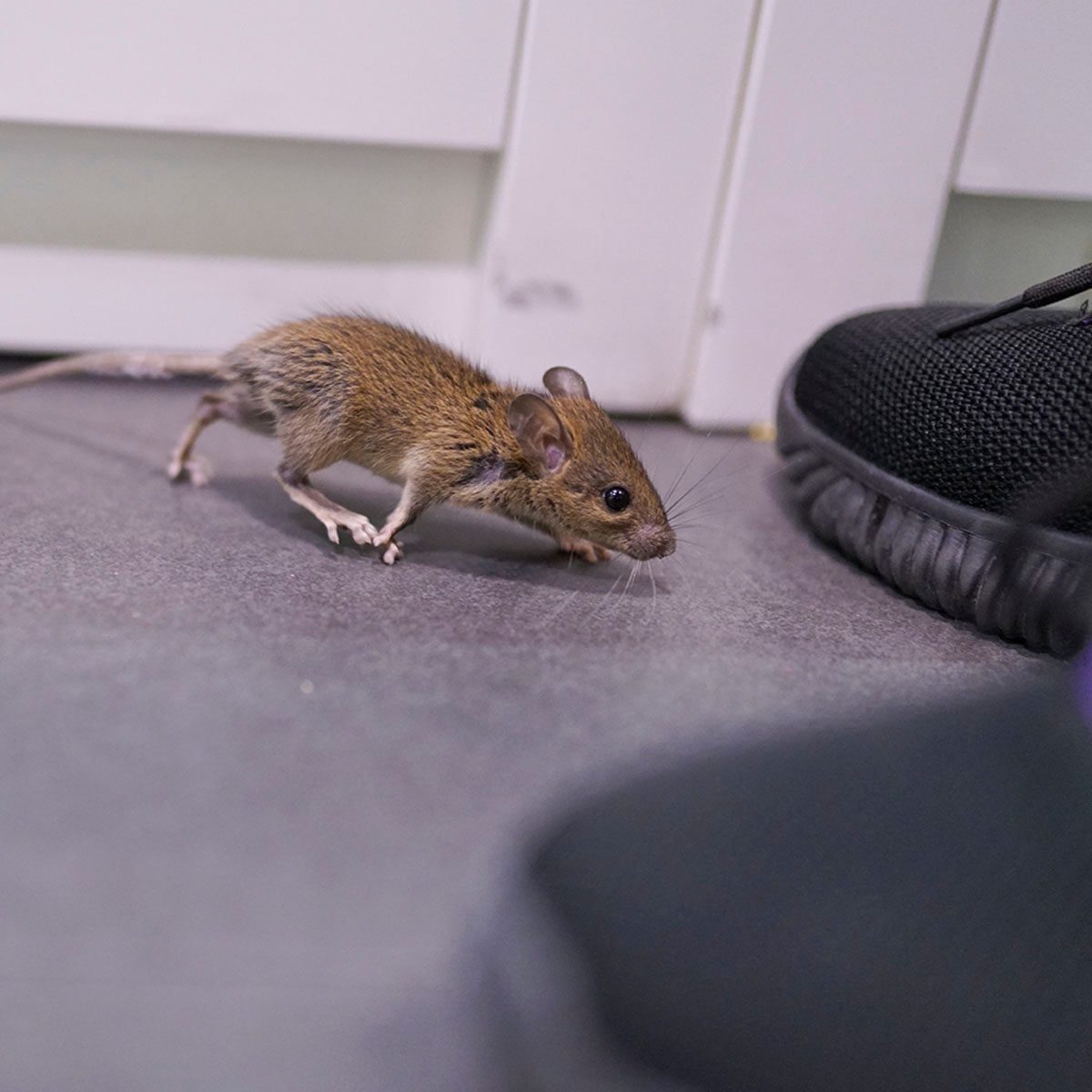 A small brown mouse is sniffing the ground near a black sneaker in a light-colored indoor space.