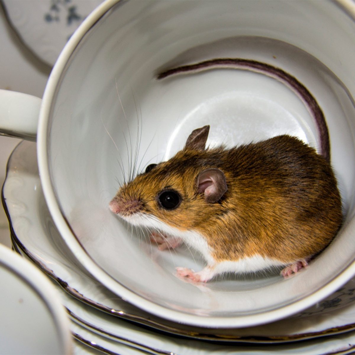 A small brown mouse is nestled inside a teacup, surrounded by stacked, elegant porcelain dishes, creating a contrast between the animal and
