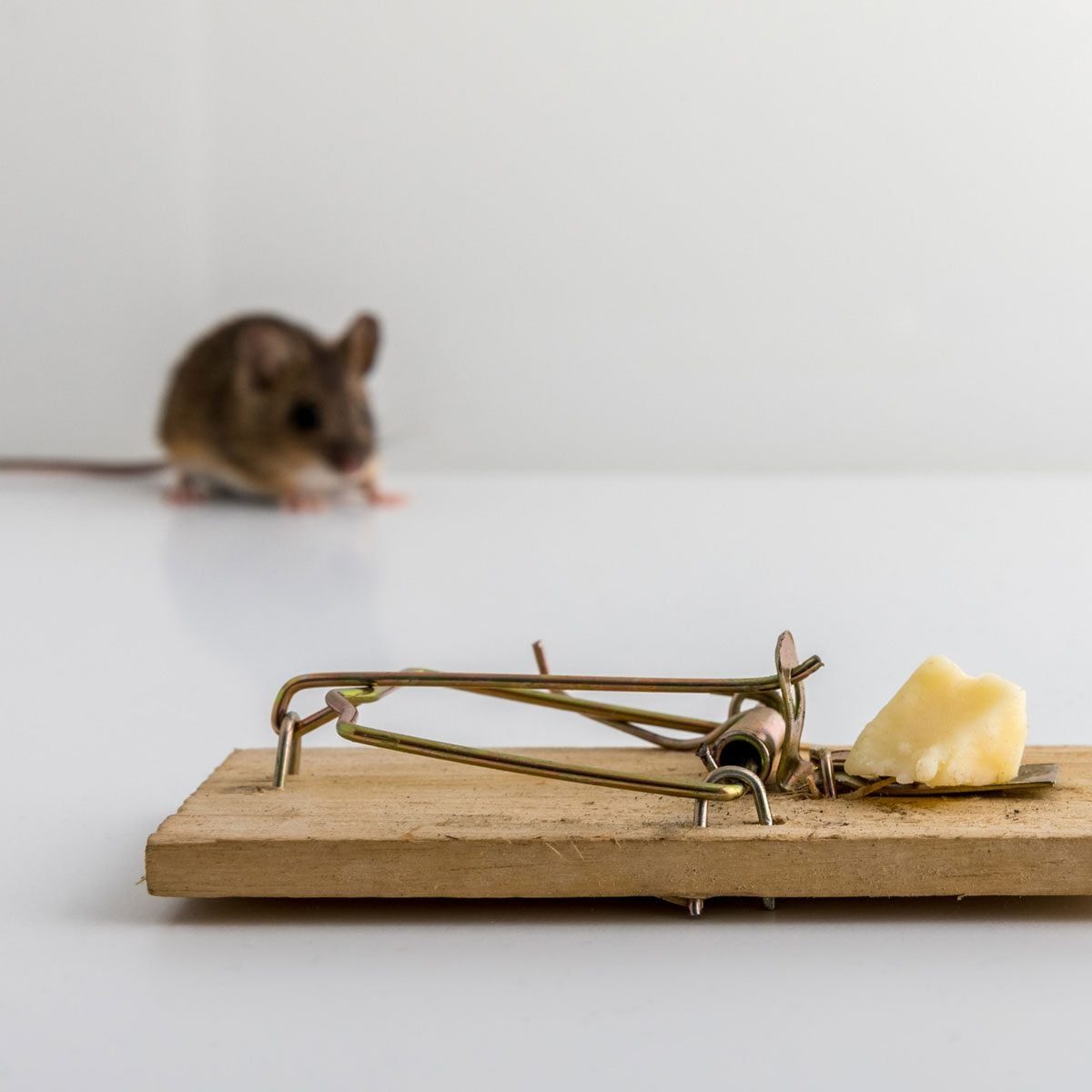 A mouse approaches a spring-loaded trap baited with cheese, positioned on a flat surface against a plain background.