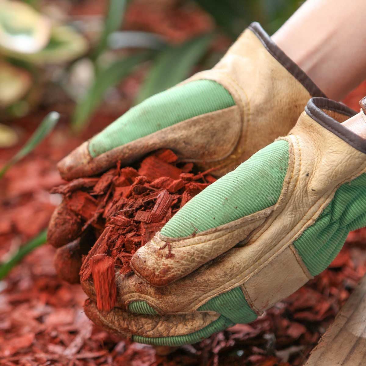 Hands wearing gardening gloves hold red mulch, scattering it over a garden bed surrounded by green plants, indicating ongoing gardening or l
