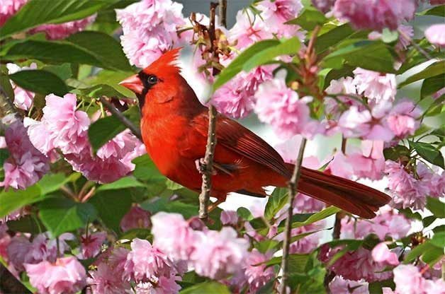 A vibrant red bird perches among delicate pink cherry blossoms, surrounded by lush green leaves, creating a colorful and serene spring scene
