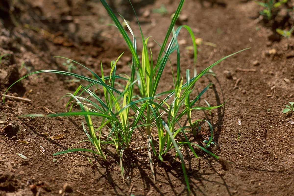 Green grass blades grow upwards from dark, loose soil, surrounded by scattered earth and small plants, indicating a natural outdoor environm
