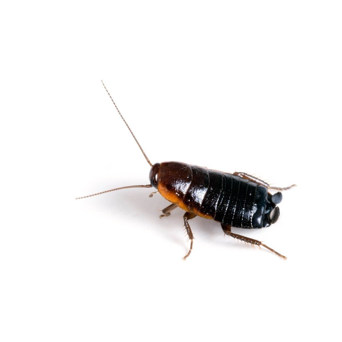 A cockroach stands on a plain, white surface, with its antennae extended as it appears to explore its surroundings.