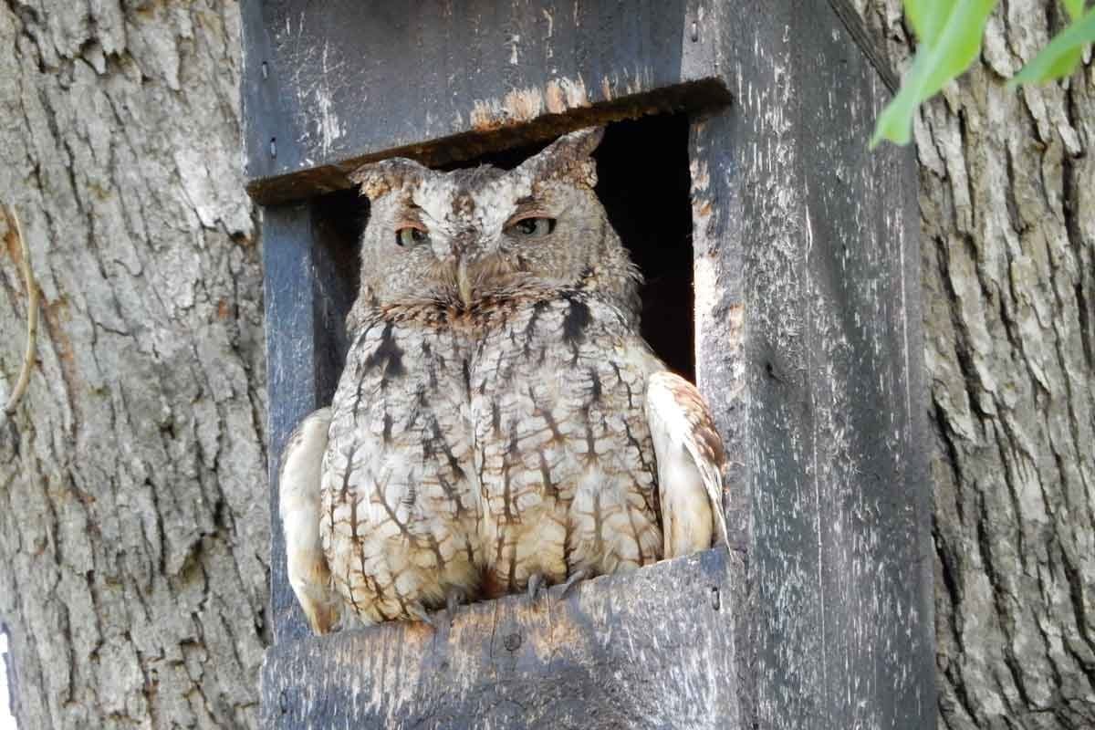 An owl sits in a dark nesting box, gazing outward, surrounded by a textured tree trunk and leaves, suggesting a woodland habitat.