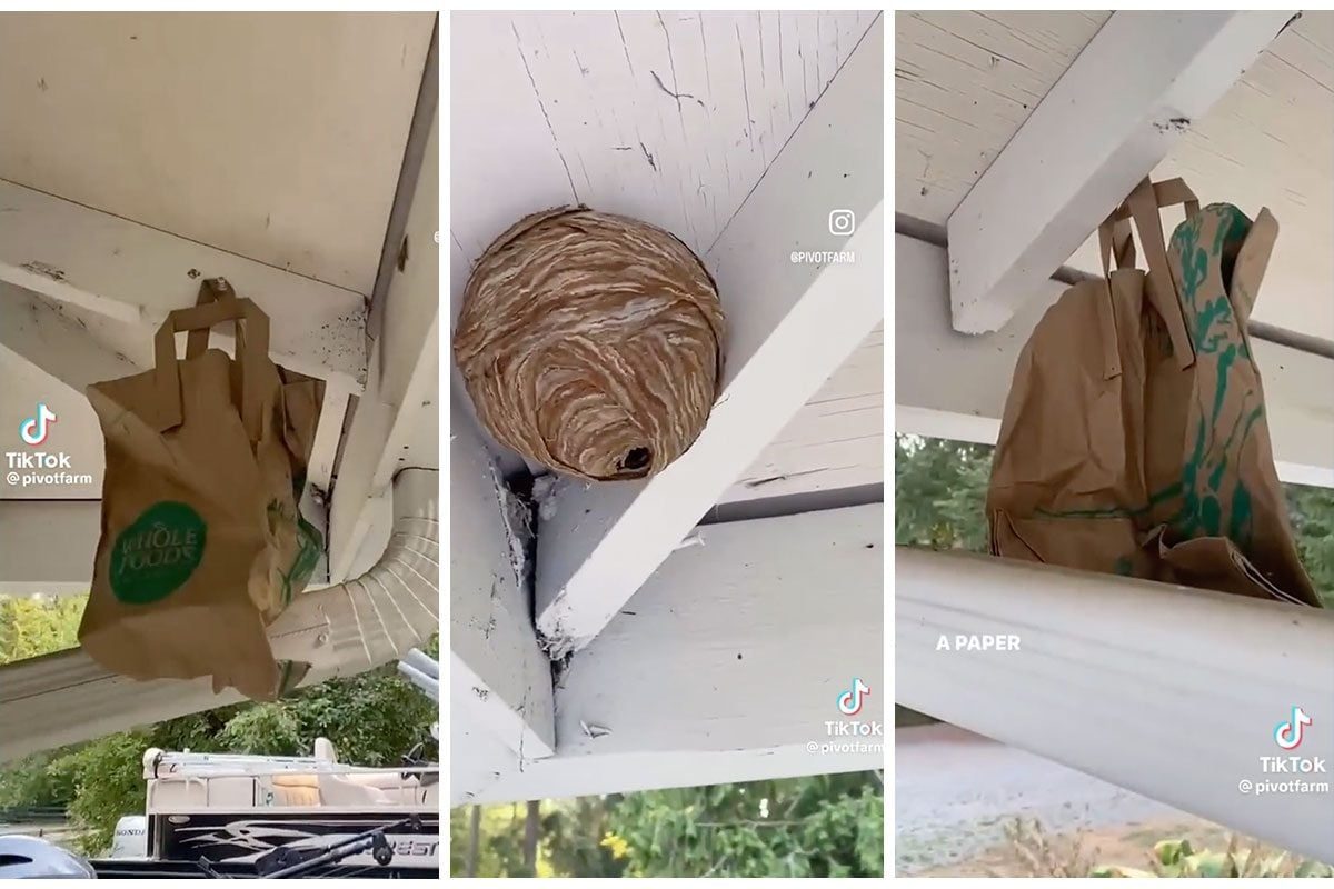 A brown paper bag hangs under a porch, alongside a round wasp nest attached to the ceiling, surrounded by a natural outdoor setting.