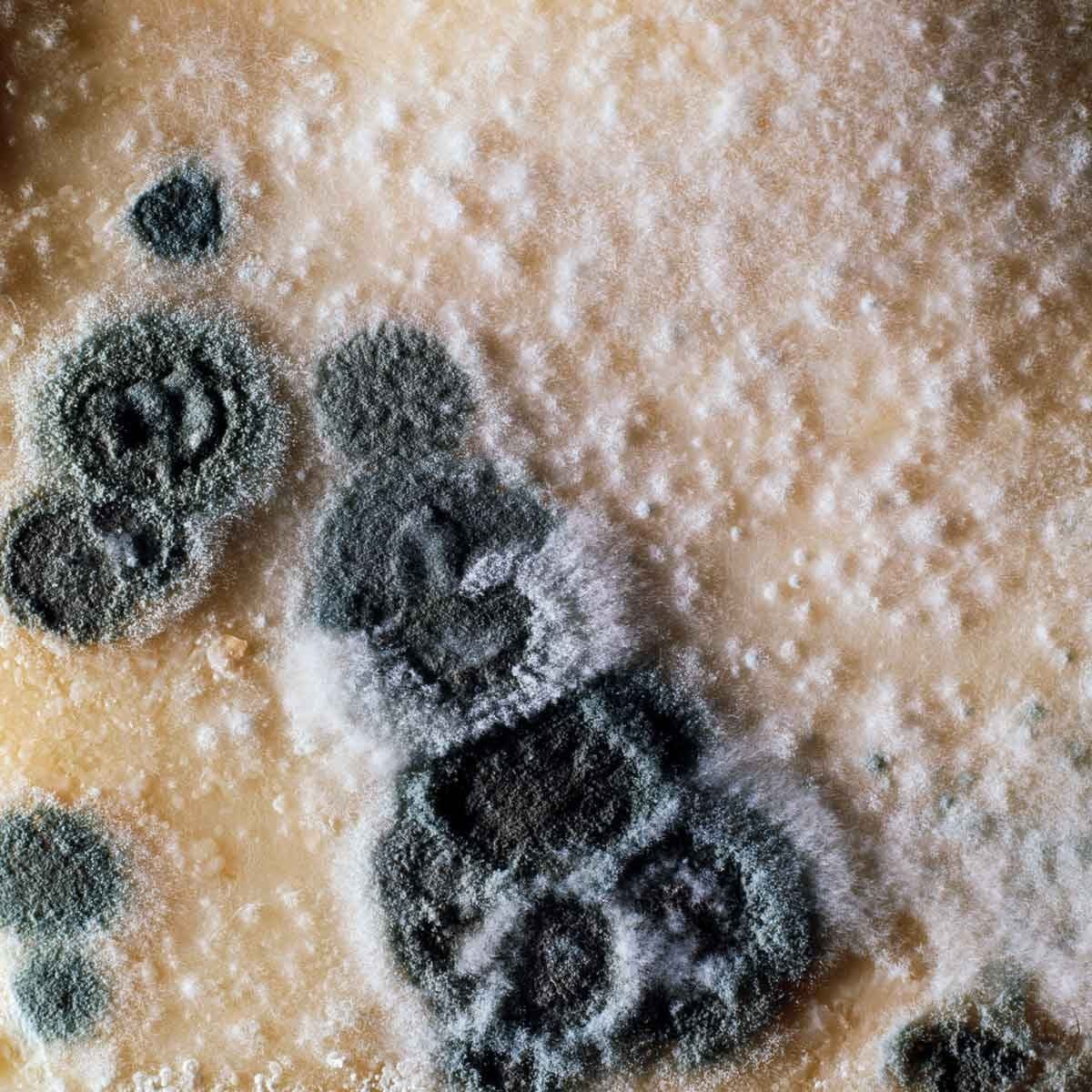 Mold clusters grow on a pale surface, displaying varying shades of green and gray, within a diffuse, light-environment.