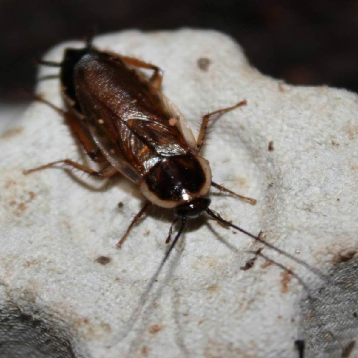 A cockroach crawls on a textured, light-colored surface, displaying its shiny, brown exoskeleton and long antennae in a dimly lit environmen
