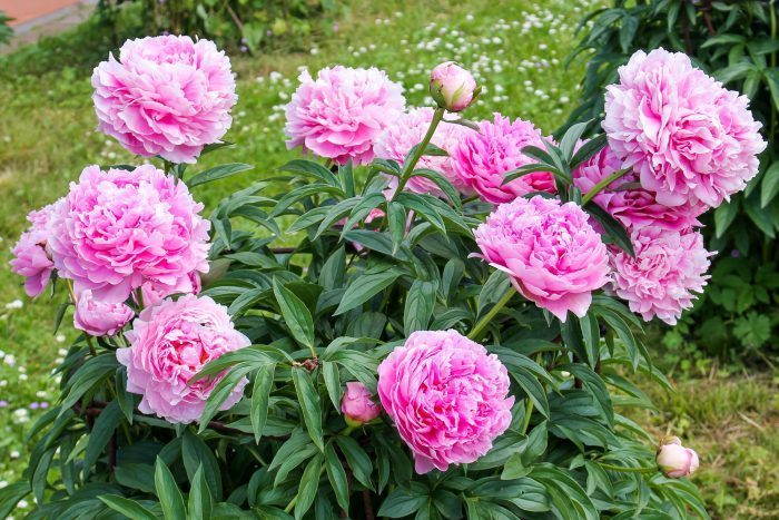 What is the Difference Between Annuals, Perennials and Biennials