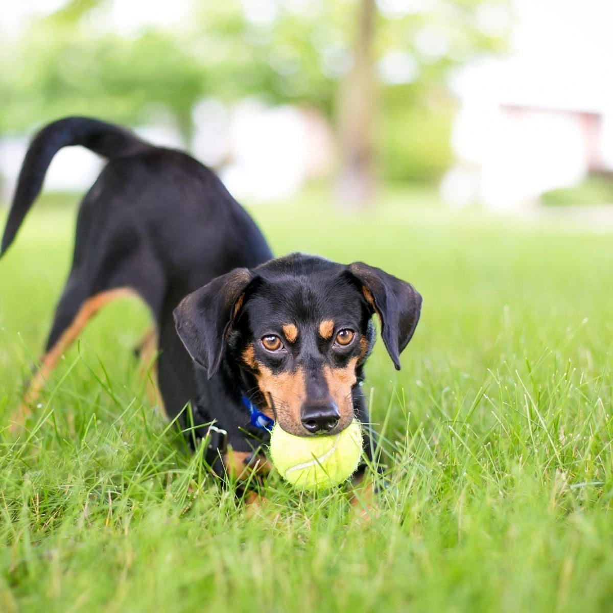A black dog with brown markings holds a green tennis ball in its mouth while standing in lush, green grass under a sunny environment.