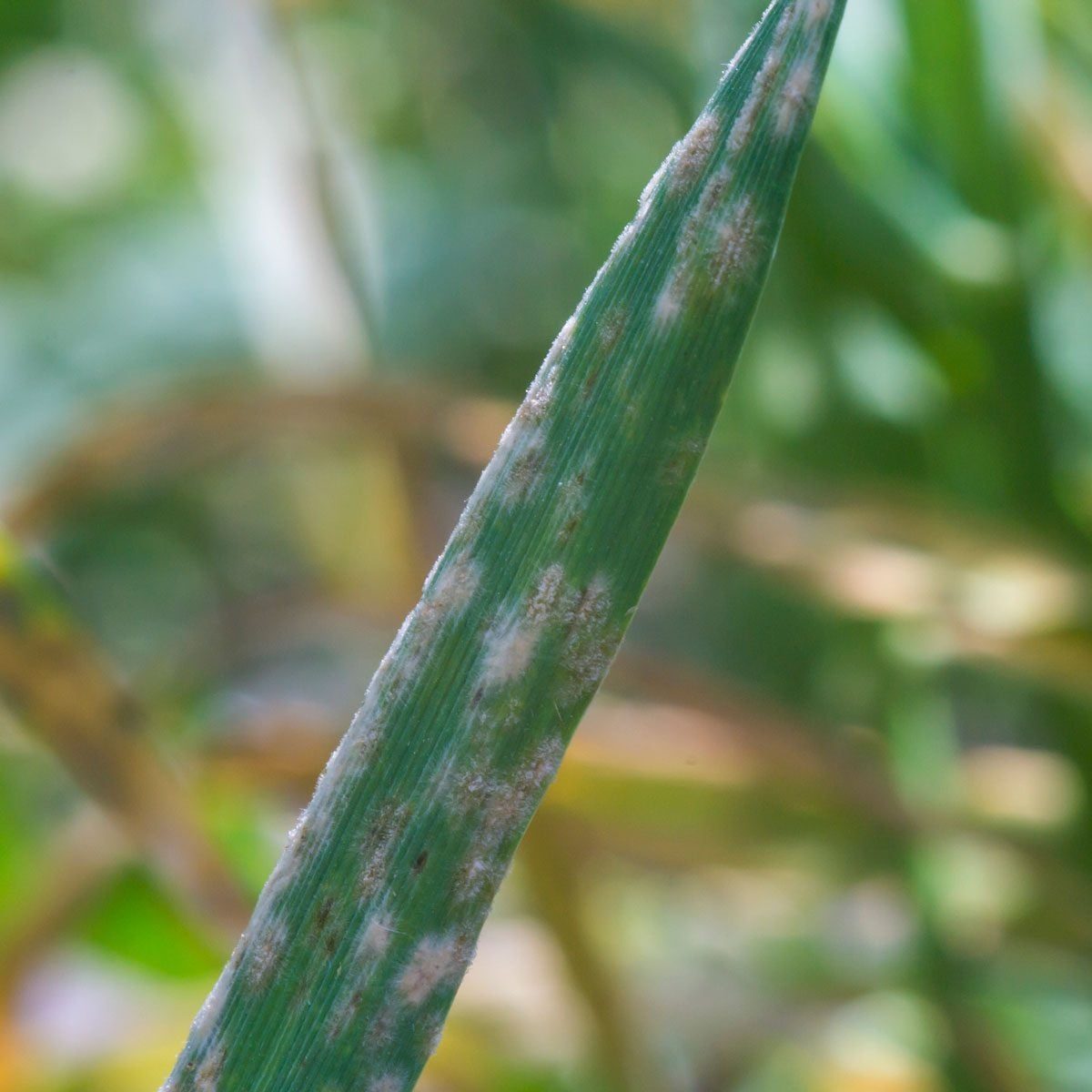 A green, elongated leaf displays white spots. It stands upright among blurred greenery, suggesting a natural environment.