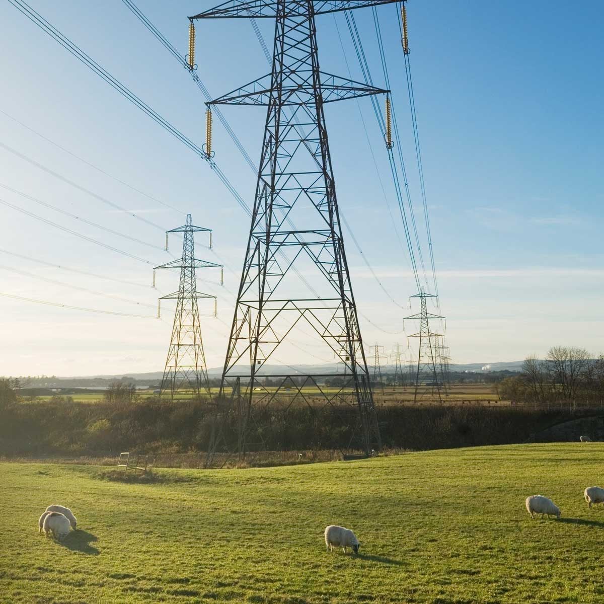 Tall power lines stand over a green field where sheep graze, under a clear blue sky and distant hills, creating a tranquil rural scene.