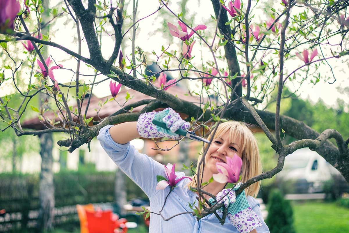 How to Plant and Grow a Magnolia Tree