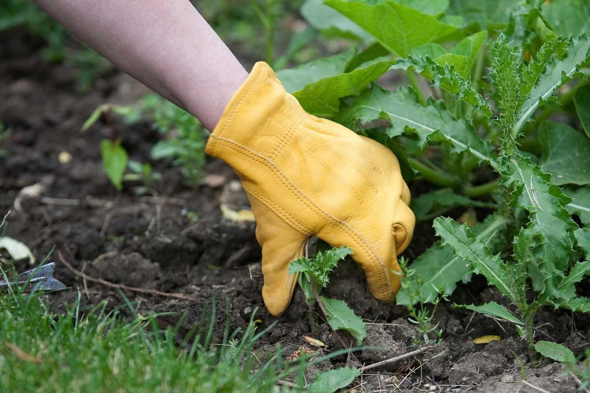 A gloved hand pulls a weed from dark, cultivated soil surrounded by green plants and grass in a garden setting.