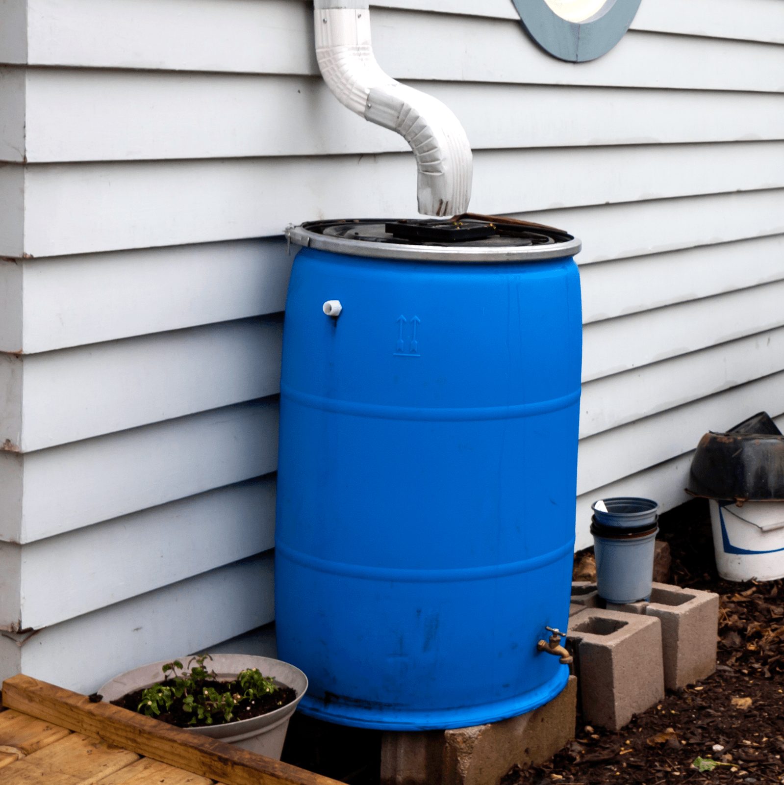 A blue rain barrel collects water from a downspout, positioned beside a house with gray siding. Nearby, potted plants and additional contain