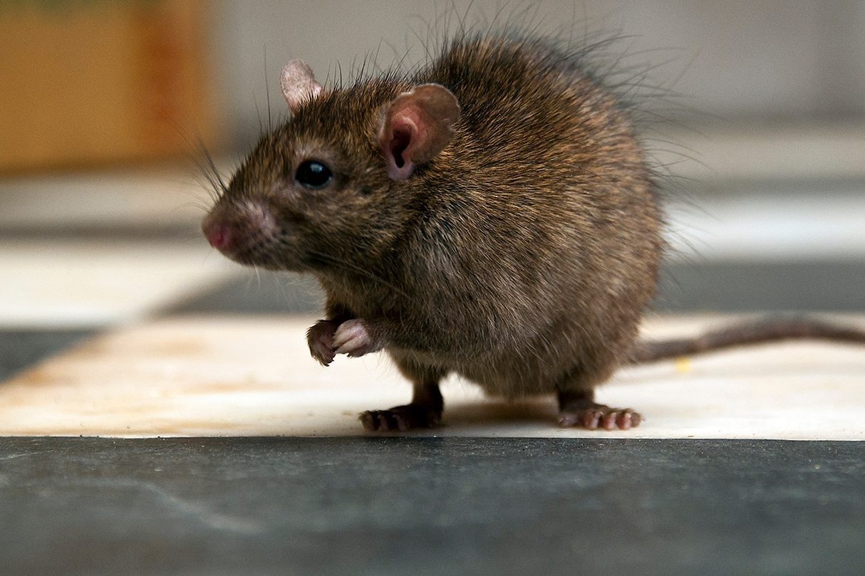 A brown mouse is standing on a checkered surface, holding its front paw, appearing alert in a domestic environment.