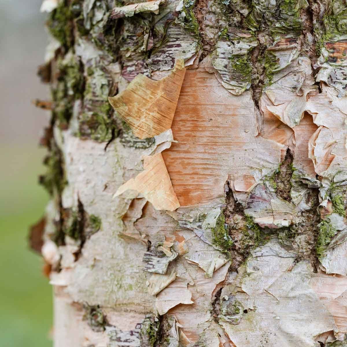 A textured tree trunk displays peeling bark, revealing smooth, light-colored wood underneath, with patches of green moss, set against a blur