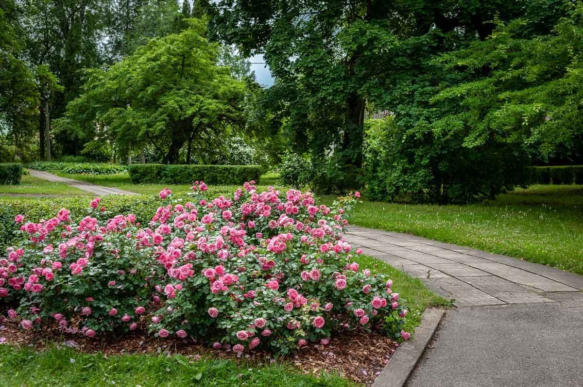 Low-Maintenance Landscaping Ideas for Your Yard and Garden