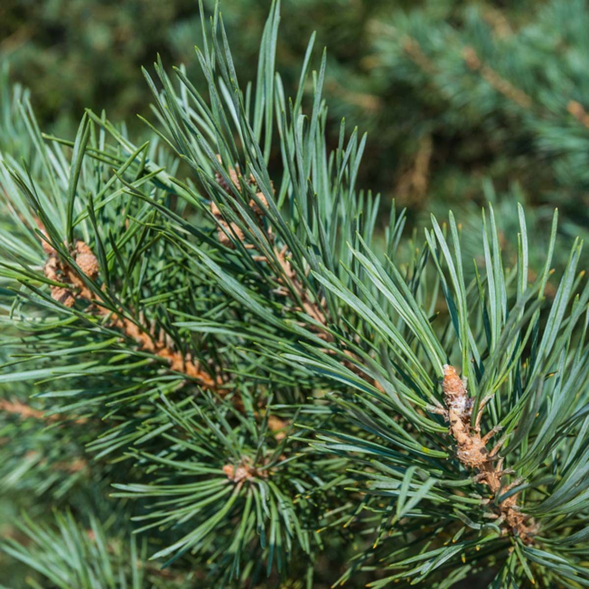 Live Christmas Tree vs. Artificial: Which One Is Better?