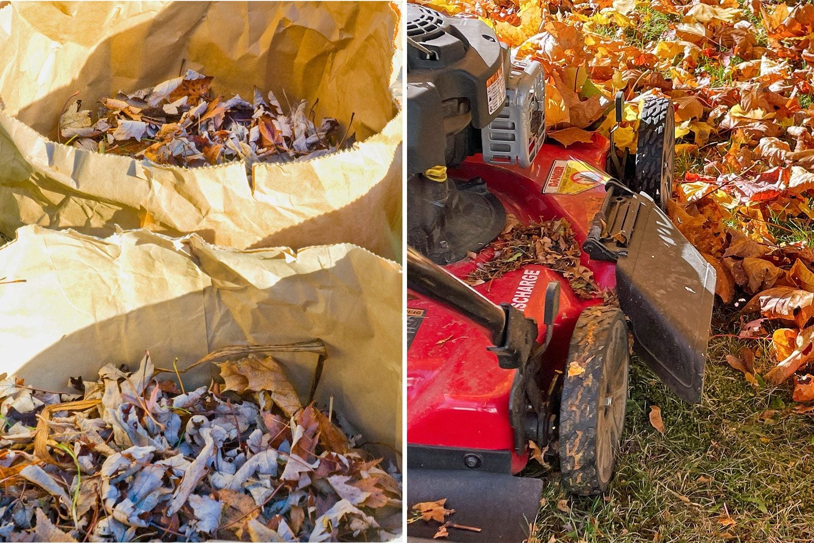 Should You Bag Leaves Or Mulch Them