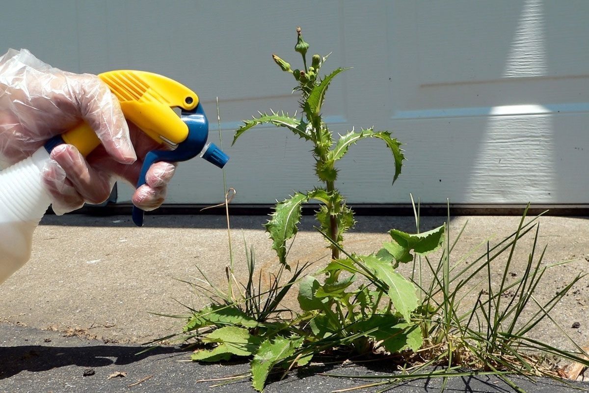 spraying a weed