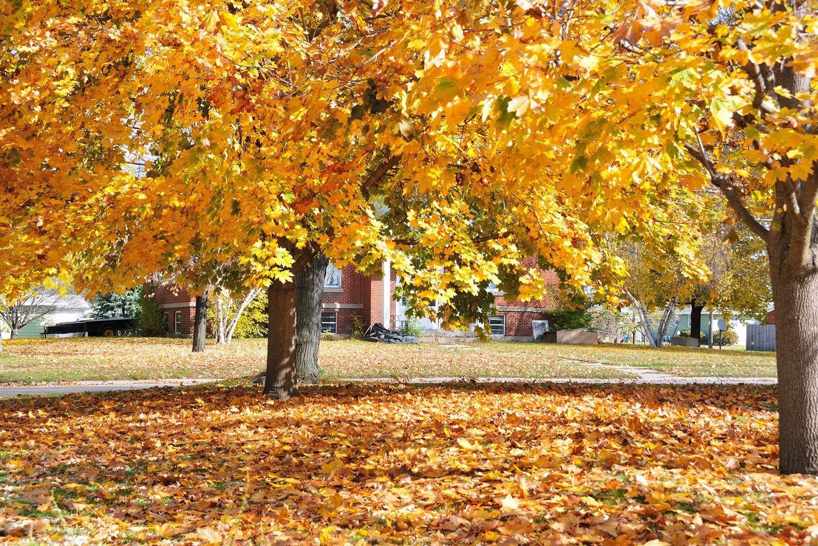 To Rake or Not to Rake: Weighing the Benefits of Leaves
