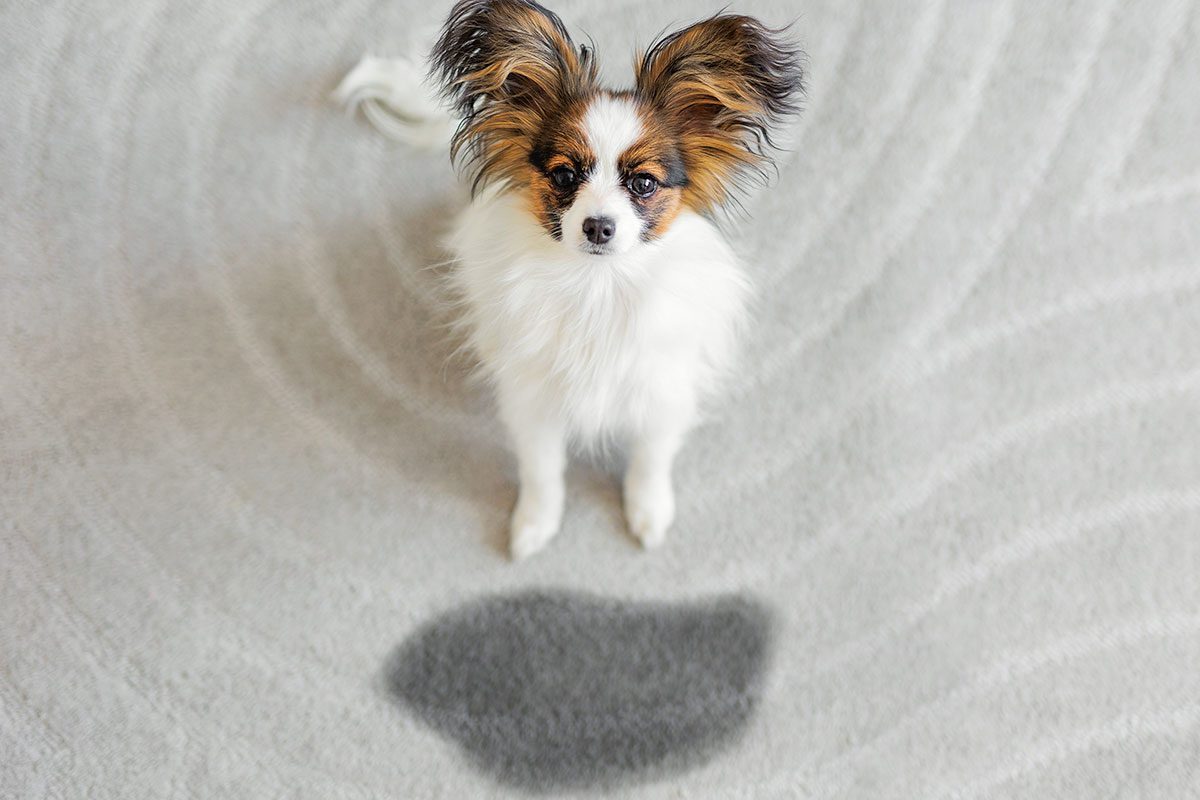 Can You Trust AI When It Comes to Pet Stain Removal? Experts Weigh In
