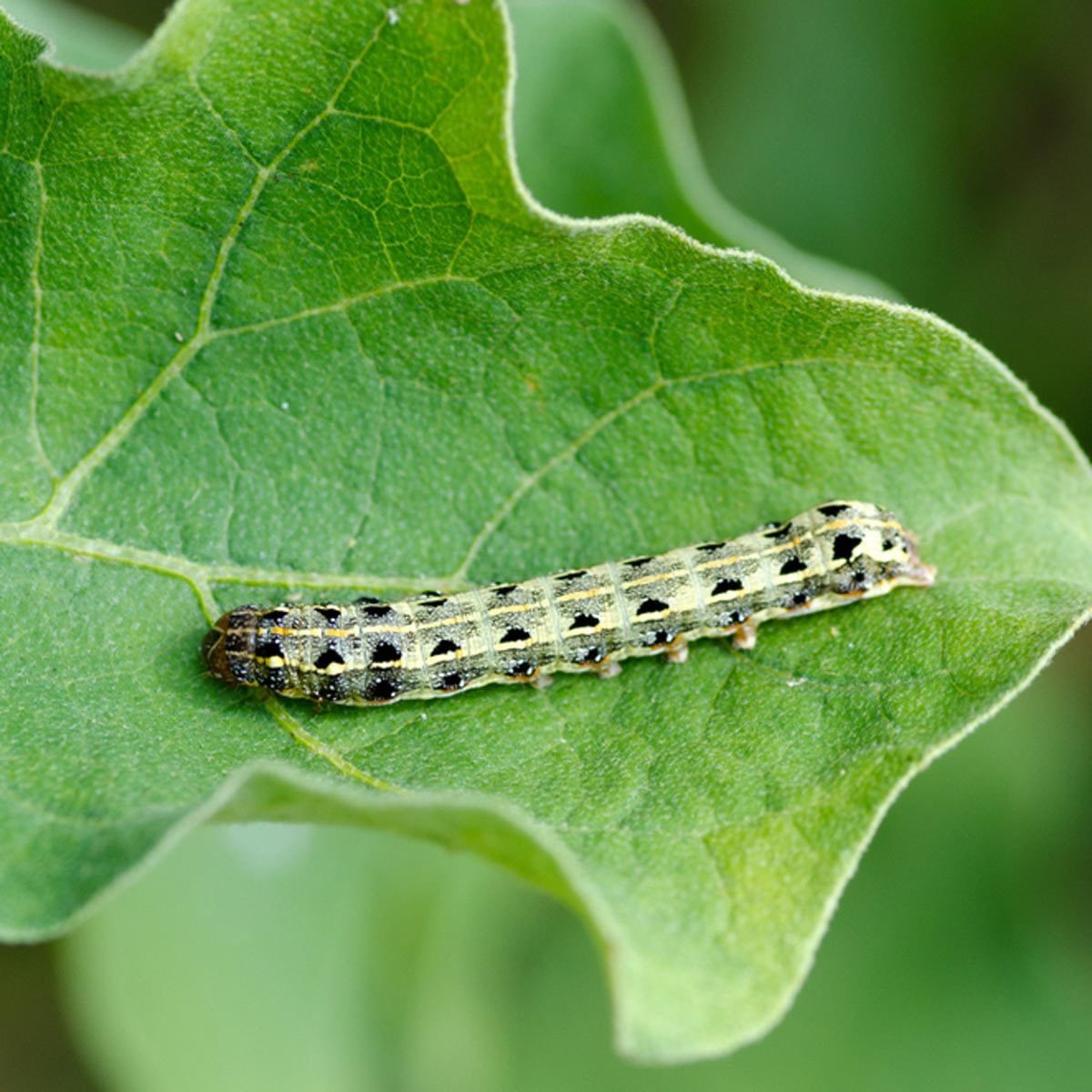 A green caterpillar with black markings rests on a vibrant green leaf, blending into its natural environment.