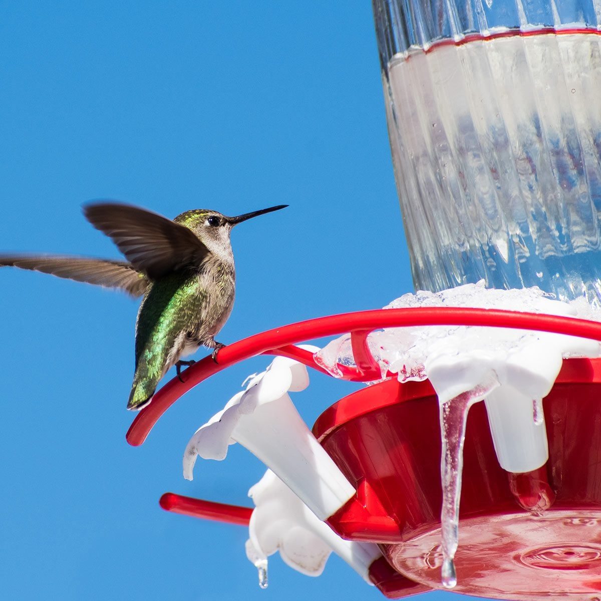 A hummingbird hovers near a red feeder, preparing to drink, with a clear blue sky in the background. Droplets hang from the feeder's edge.