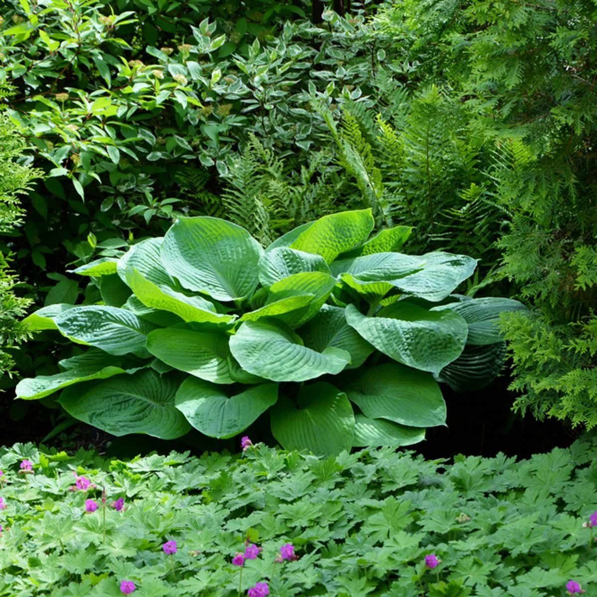 The Best Regions to Grow Hostas Explained