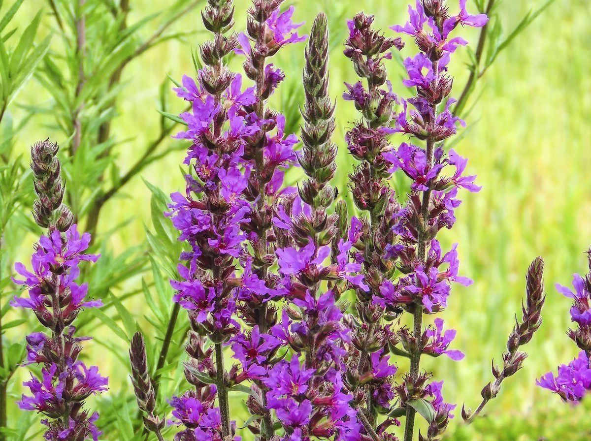 Vibrant purple flowers grow tall among green foliage, standing upright in a sunny, natural setting, depicting a lively scene of blooming pla