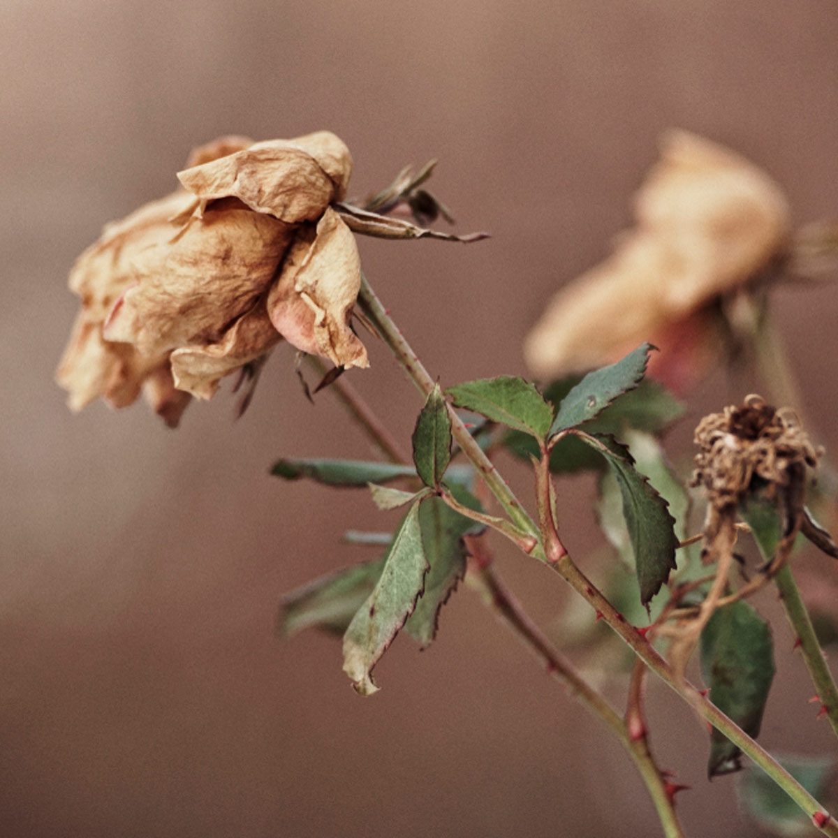 Is Your Lawn Ready for Winter? Here's What To Do