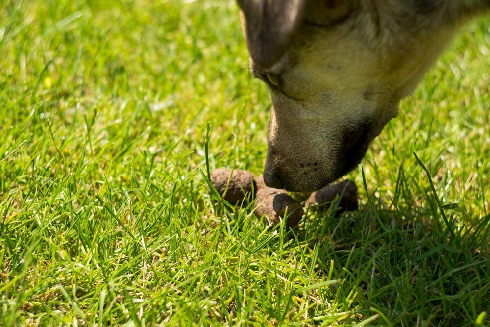 This Is Why Your Dog Likes To Eat Its Poop