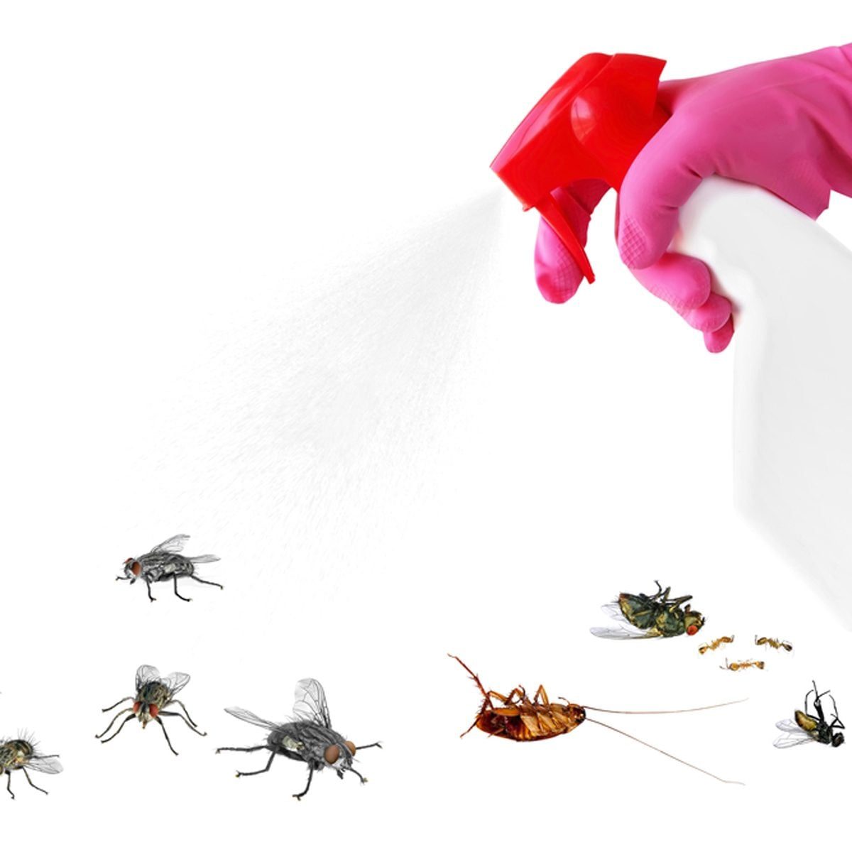 Peppermint Oil for Bugs: A Safe and Natural Way to Keep Insects Out
