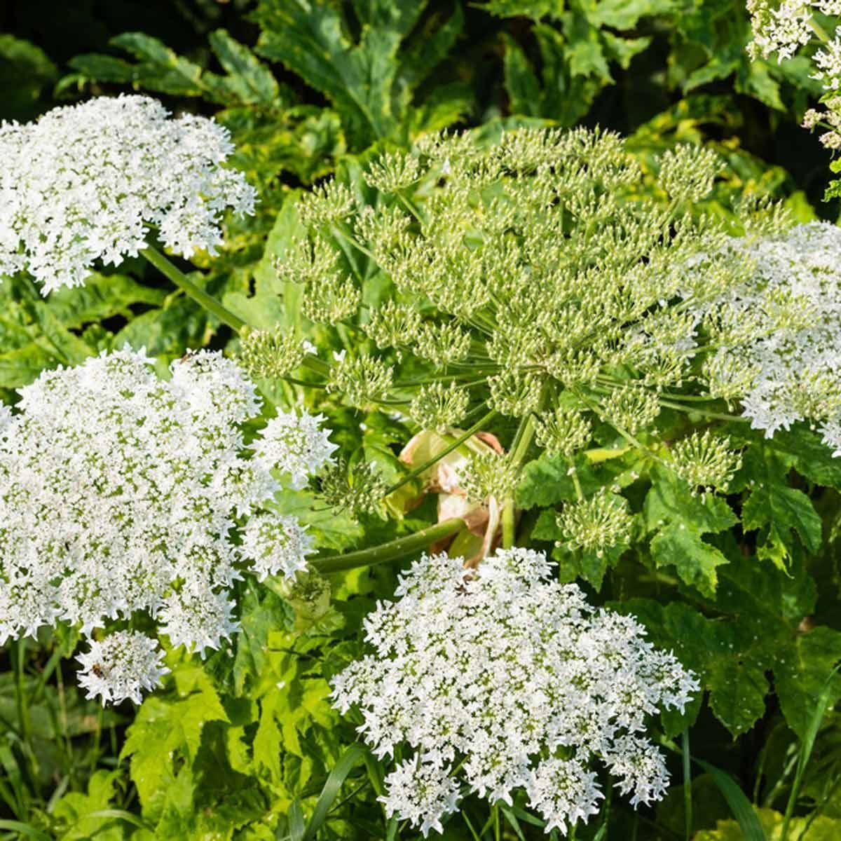 White flowering plants bloom amidst green foliage, showcasing delicate blossoms and budding structures in a lush garden environment.