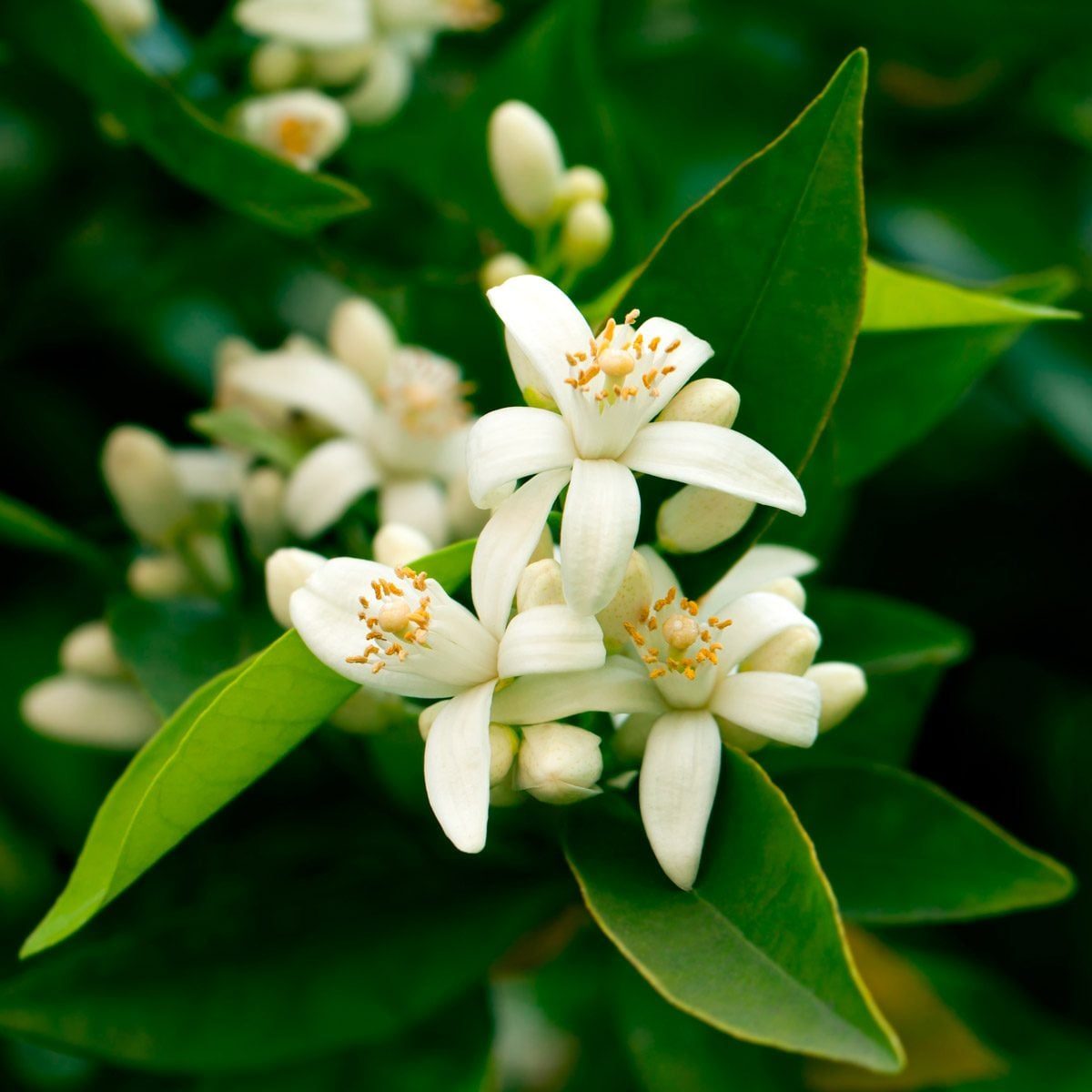 White flowers bloom among lush green leaves in a bright, natural setting, displaying delicate petals and orange-tipped stamens.
