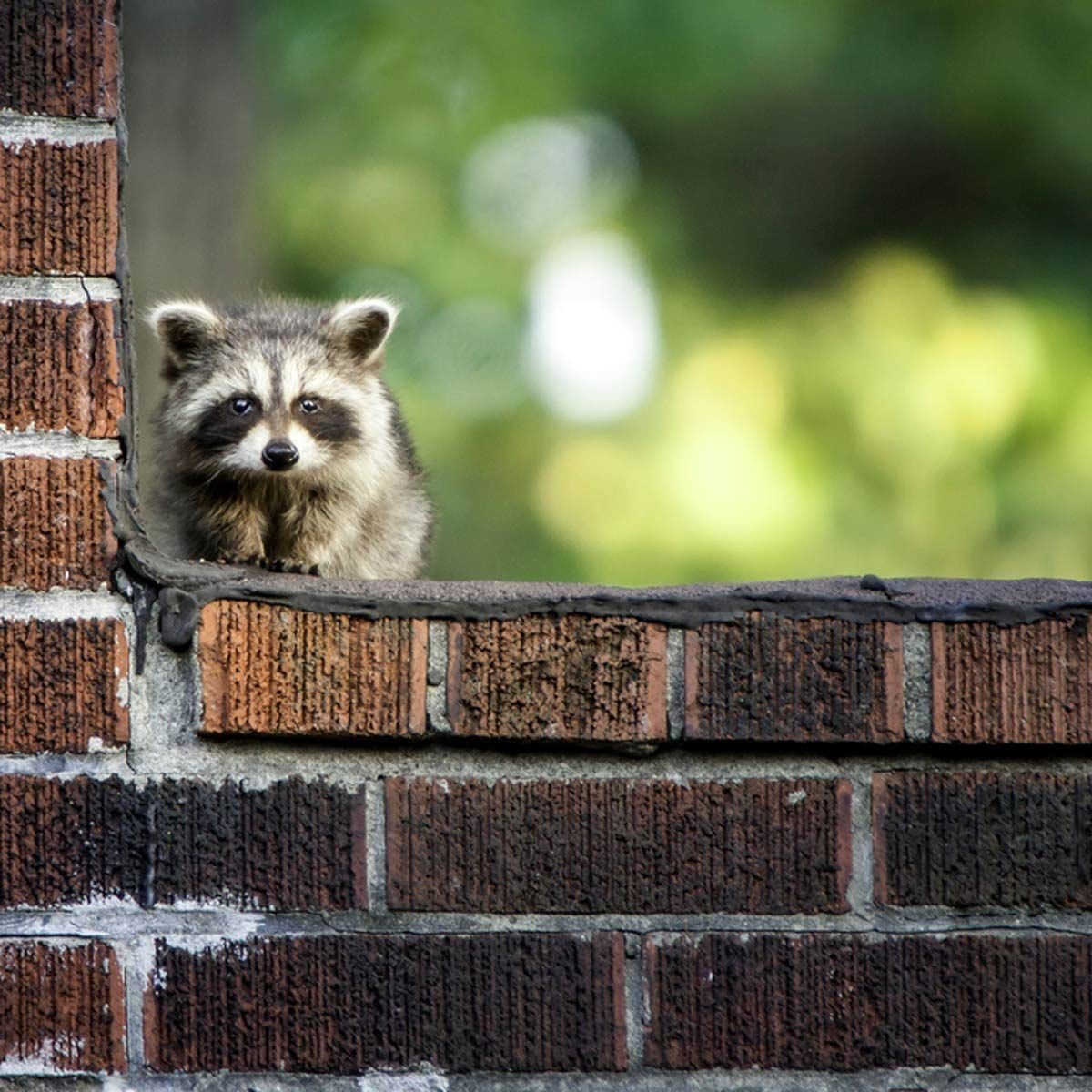 A raccoon peers curiously from a brick window sill, surrounded by a blurred green and yellow background, suggesting a natural outdoor settin
