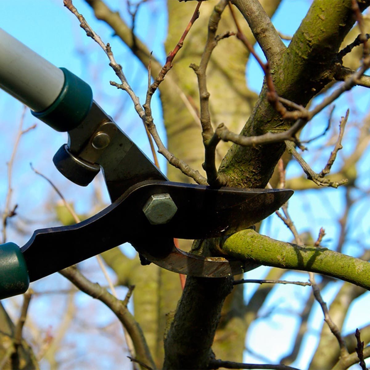 Why You Should Be Pruning Your Trees and Shrubs Right Now