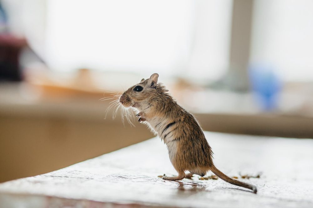 Here's How to Keep Mice Out of Your Kitchen