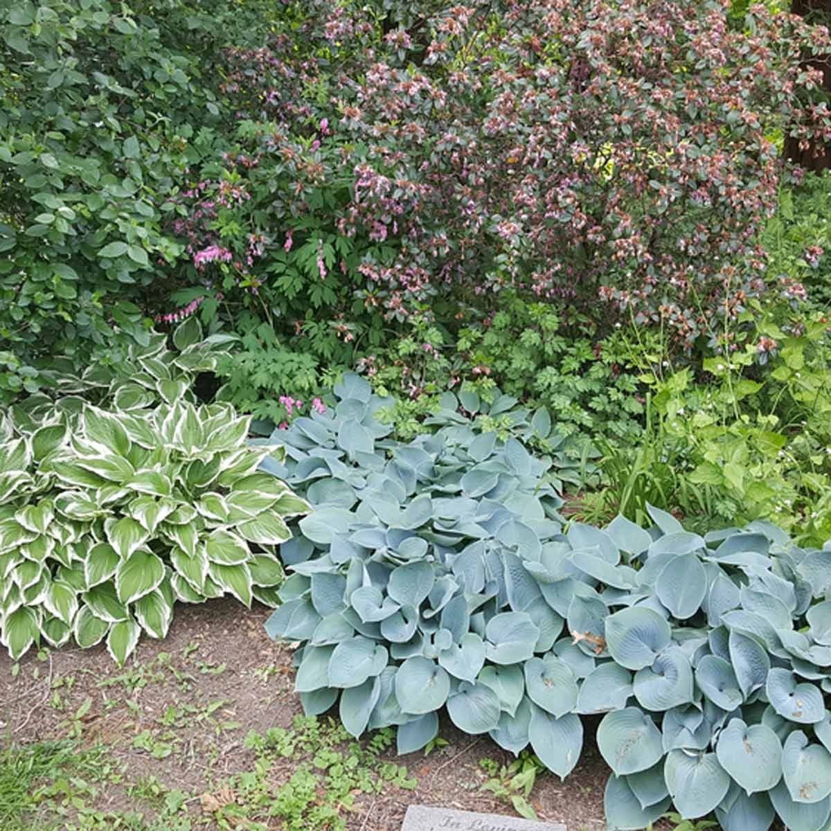 The Best Regions to Grow Hostas Explained