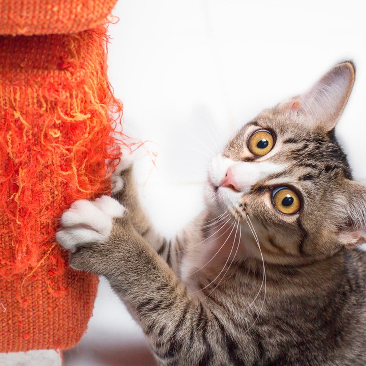 A striped cat scratches an orange, textured post while looking curiously at the observer, set against a light background.