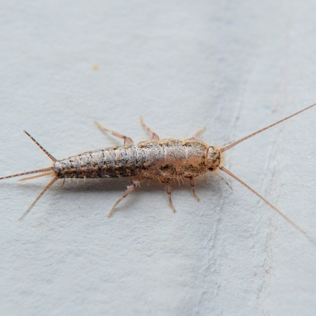 A small, elongated insect with a grayish-brown body and long antennae crawls on a light background. Its surface is slightly shiny and patter