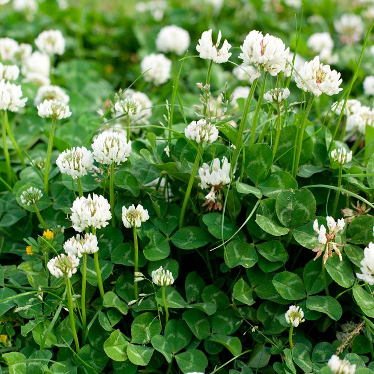 Clusters of white clover flowers grow among lush green clover leaves in a vibrant, sunny outdoor setting, indicating a thriving natural envi