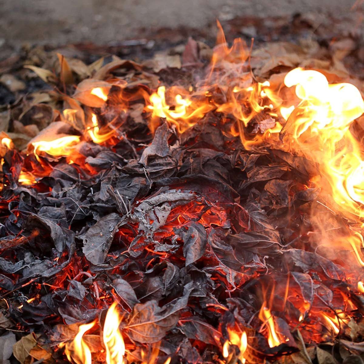 Dry leaves are burning, creating flames and glowing embers amidst the charred remains on the ground, with some surrounding natural debris vi