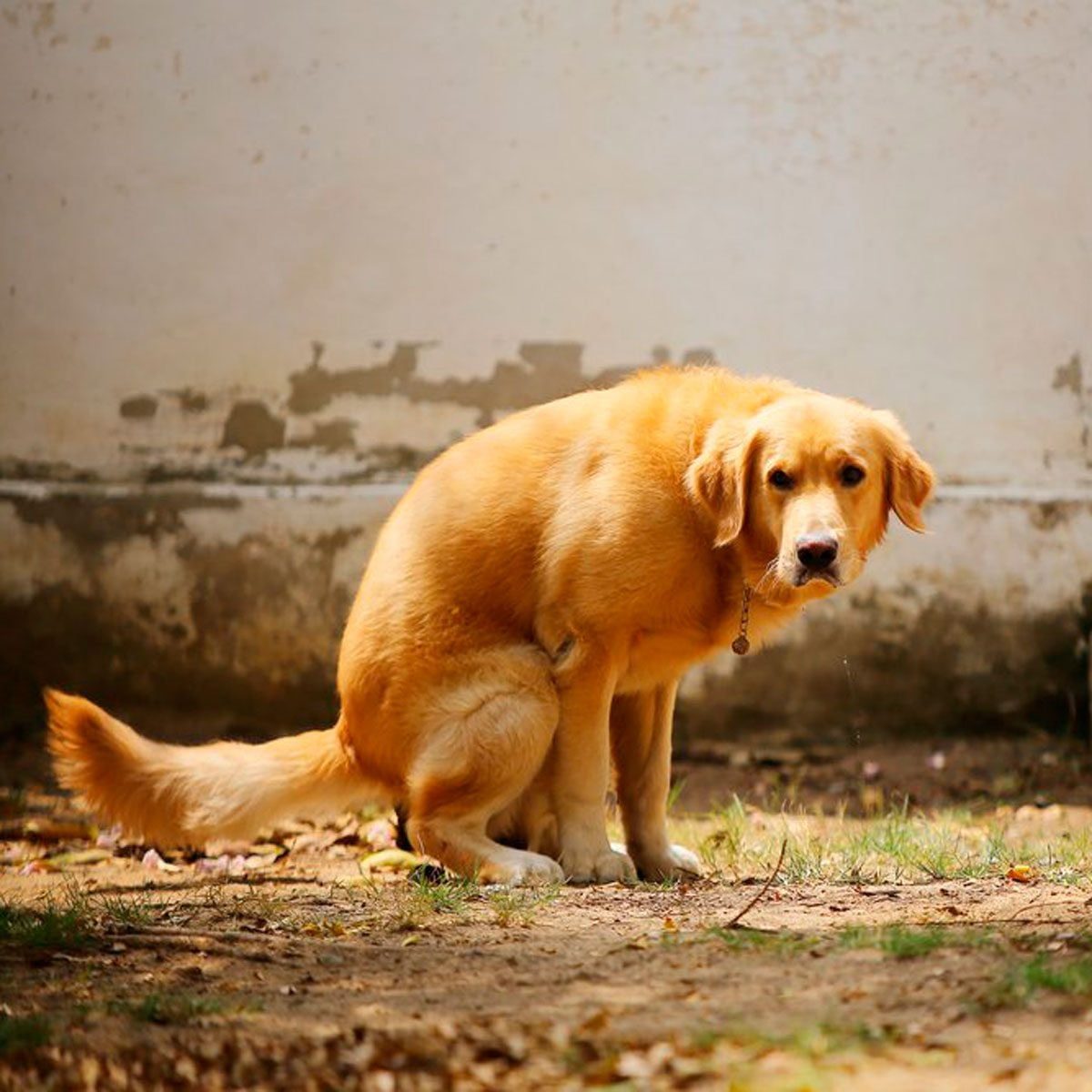 A golden retriever is crouched down in a dirt area, looking slightly uneasy, with a worn wall behind it and scattered leaves on the ground.
