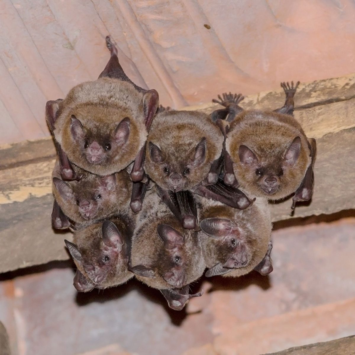 How to Prevent a Bat Problem