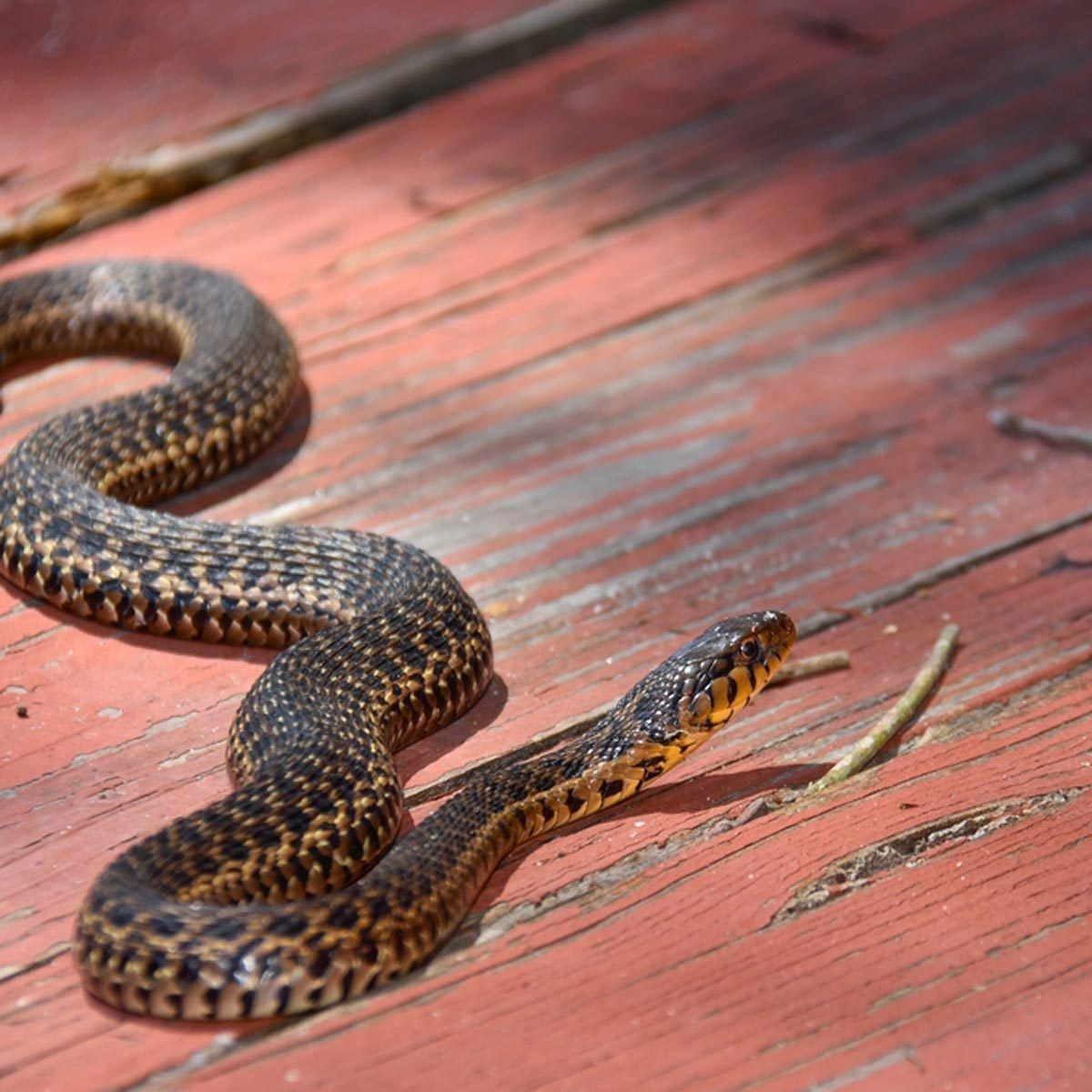 A snake slithers along weathered wooden planks, displaying a patterned skin in shades of black and yellow, while twigs lie scattered around.