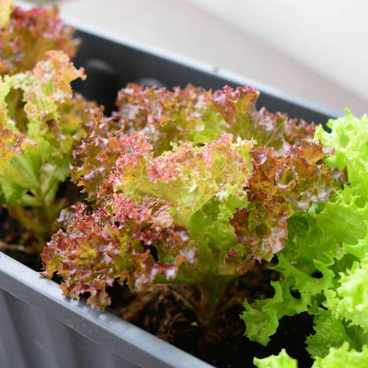 Easy Plants You Can Grow in Containers