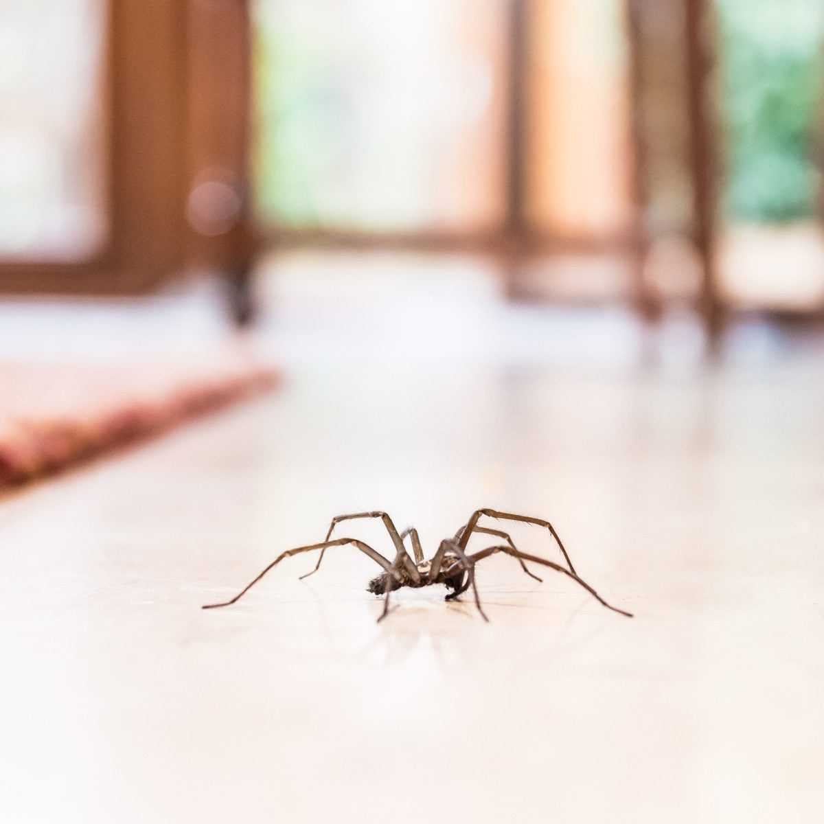 A spider moves across a shiny floor in a well-lit room, with blurred wooden furniture and greenery visible in the background.