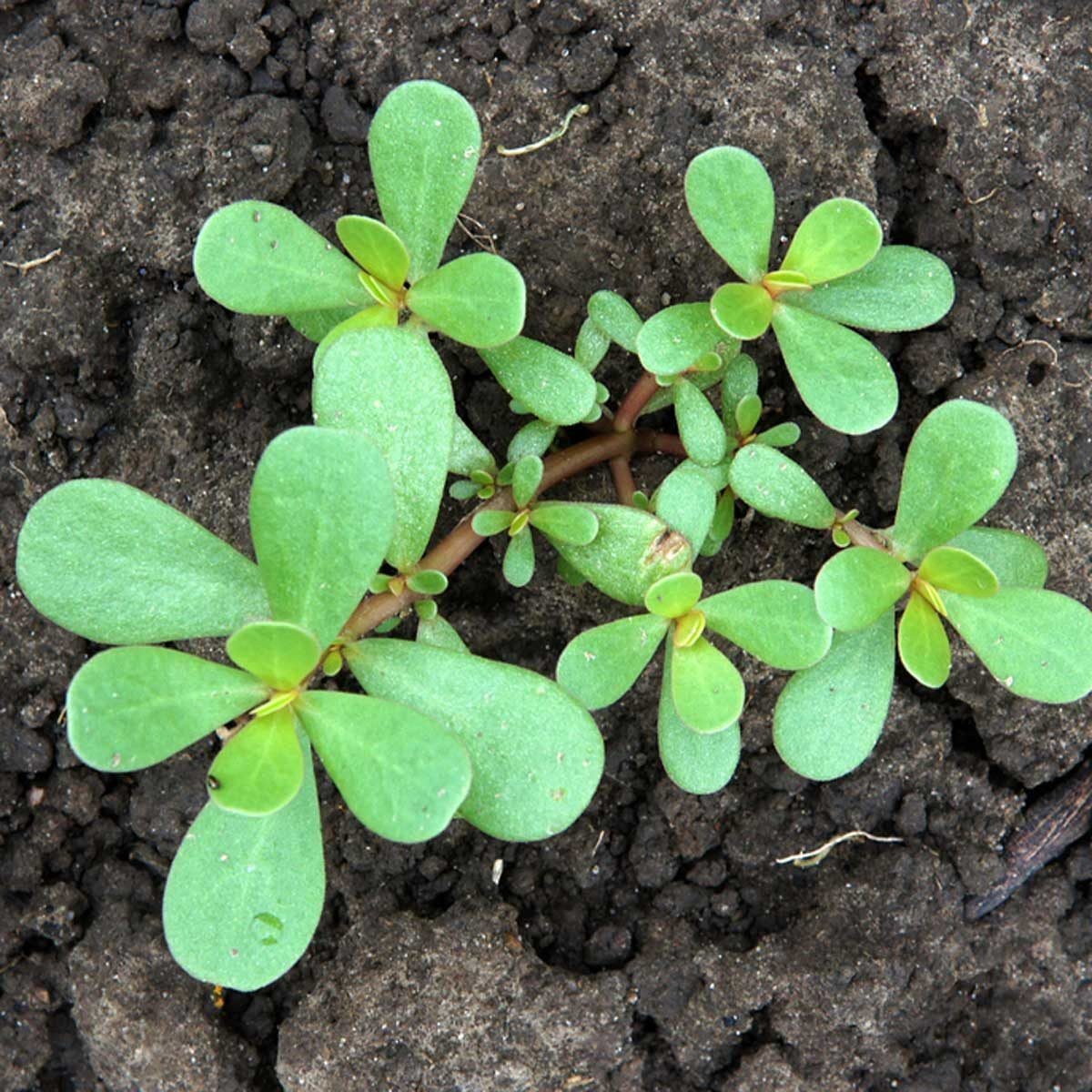 A cluster of small, green leaves is growing from dark, rich soil, displaying a healthy and vibrant appearance.